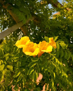 Campsis radicans 'Flava' - immagine 2