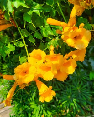 Campsis radicans 'Flava'