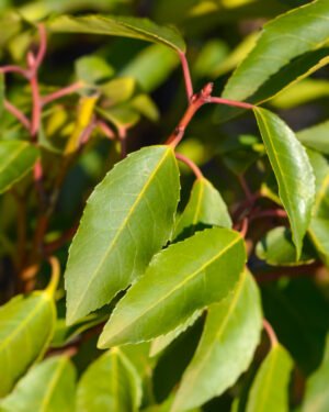 Lauro Portogallo - immagine 2