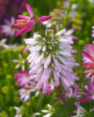 Erica verticillata - immagine 2