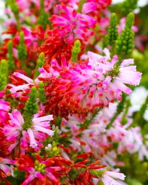 Erica verticillata