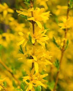 Forsythia × intermedia 'Minigold'
