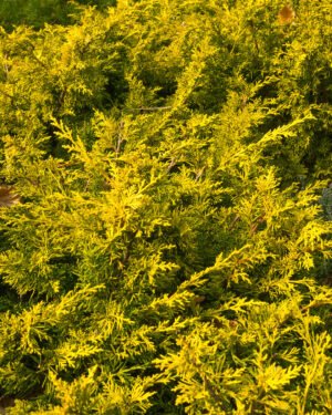 Juniperus × pfitzeriana 'Old Gold'