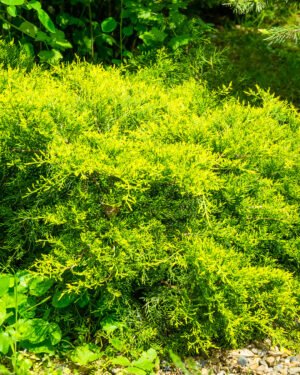 Juniperus × pfitzeriana 'Old Gold' - immagine 2
