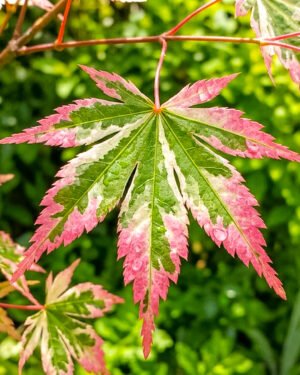 Acer palmatum 'Asahi Zuru'