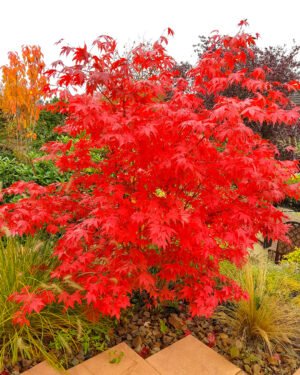 Acer palmatum 'Osakazuki'