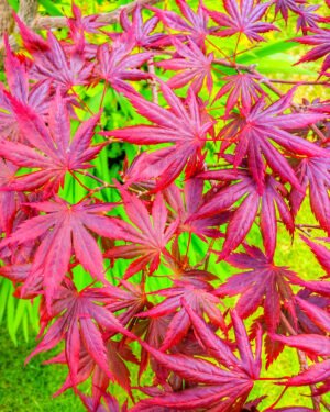 Acer palmatum 'Skeeter’s Broom'
