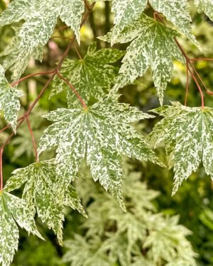 Acer palmatum 'Ukigumo'