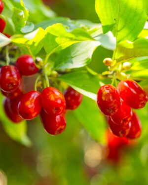 Cornus florida ‘Cherokee Chief’ - immagine 2