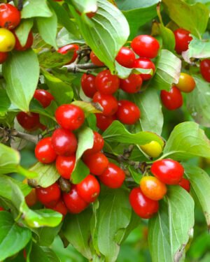 Cornus florida ‘Cherokee Chief’ - immagine 4