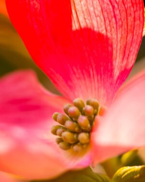 Cornus florida ‘Cherokee Chief’