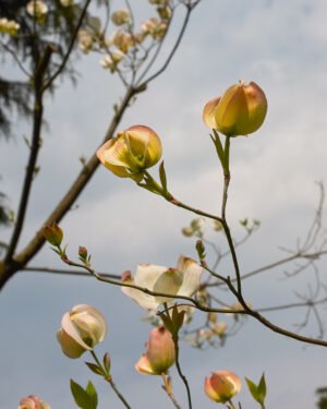 Cornus urbiniana - immagine 2