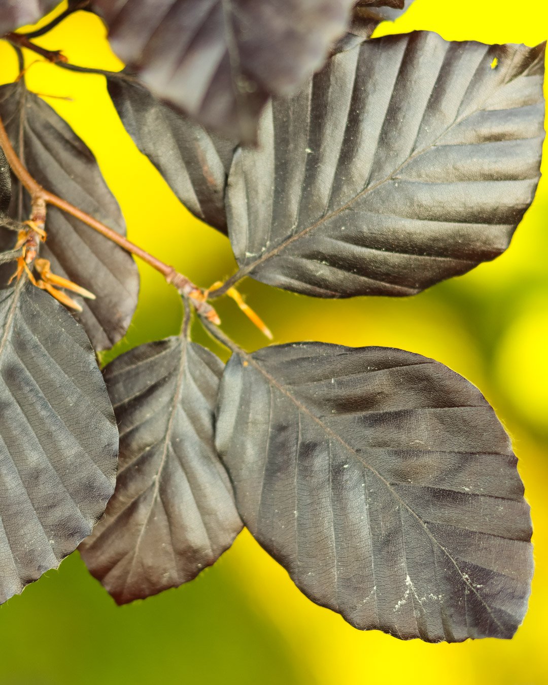 Close up of copper beech leaves Faggio rosso - immagine 1