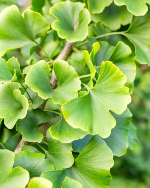 Ginkgo biloba 'Mariken'