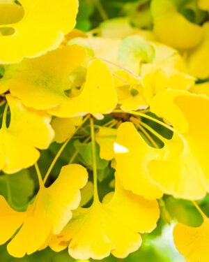 Ginkgo biloba 'Mariken' - immagine 2