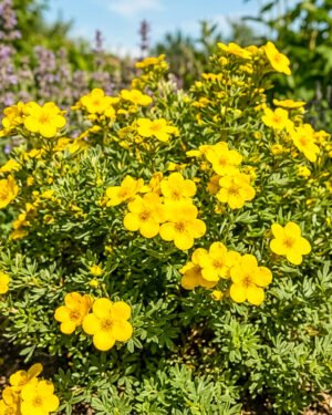 Potentilla fruticosa 'Goldfinger' - immagine 2
