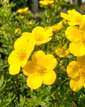 Potentilla fruticosa 'Goldfinger'
