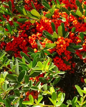Pyracantha 'Navaho' - immagine 2