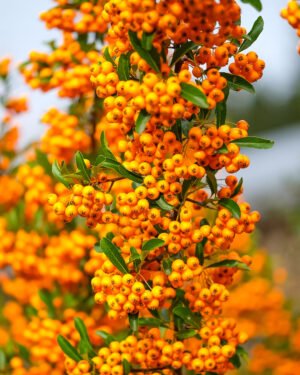 Pyracantha 'Navaho'