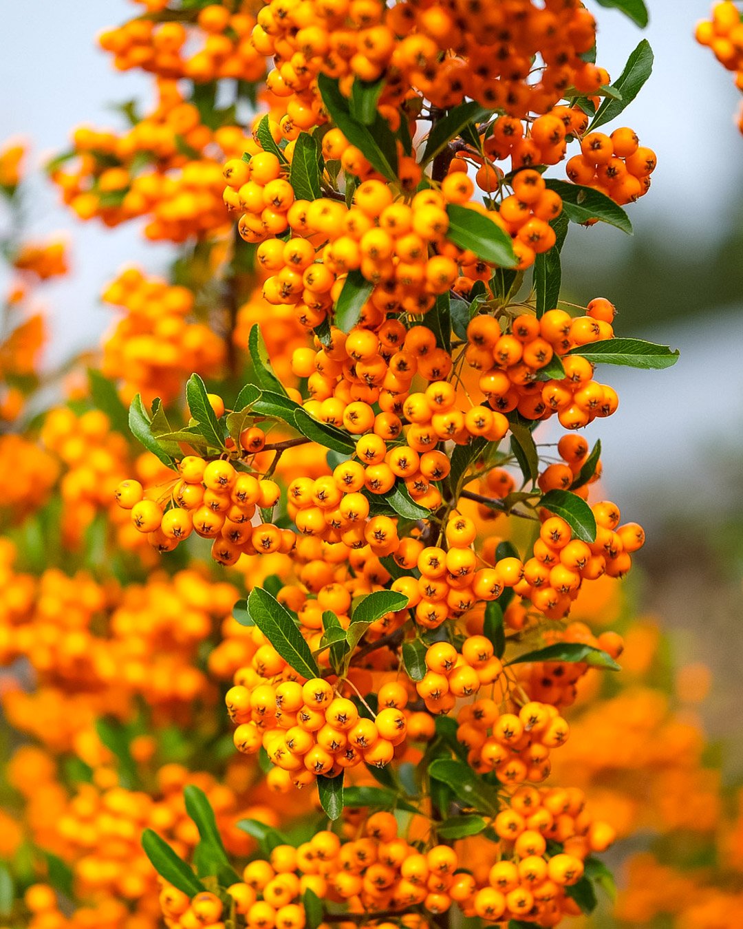 Pyracantha ‘Navaho’