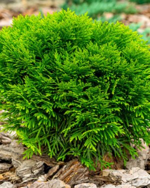 Thuja occidentalis 'Danica'