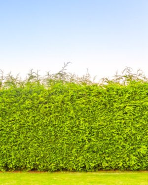 Thuja occidentalis 'Atrovirens'