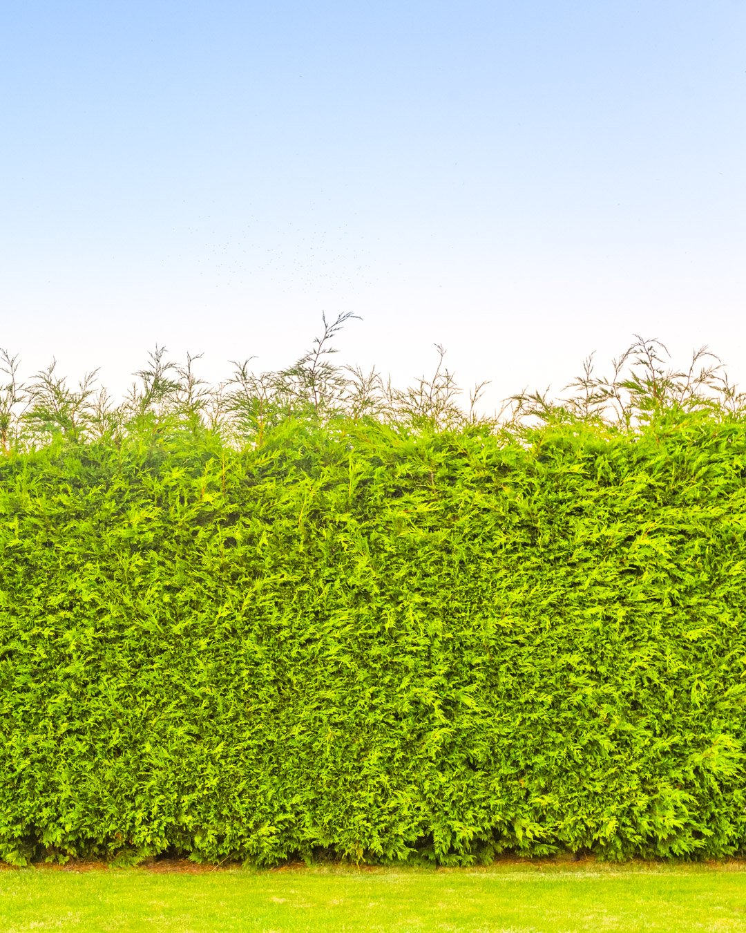 Conifer Hedge Background Thuja occidentalis 'Atrovirens' - immagine 1
