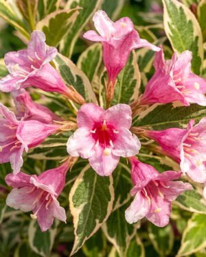 Weigela florida ‘Monet’