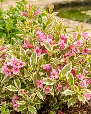 Weigela florida ‘Monet’ - immagine 2