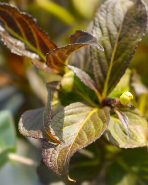 Weigela 'Ebony and Ivory' - immagine 2