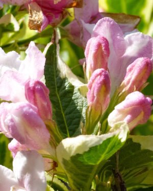 Weigela florida 'Brigela' - immagine 2