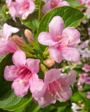 Weigela florida 'Brigela'