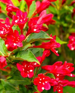 Wegelia 'All summer red'