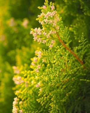 Thuja occidentalis 'Tiny Tim' - immagine 2