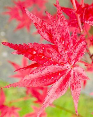 Acer palmatum 'Osakazuki' - immagine 2