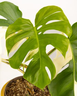 Monstera deliciosa 'Albo Variegata' - immagine 2