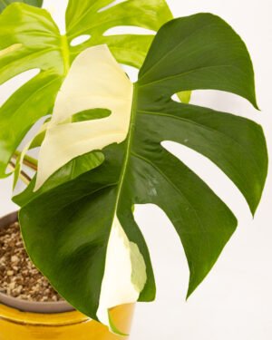 Monstera deliciosa 'Albo Variegata'