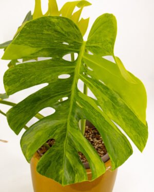 Monstera deliciosa 'Aurea Variegata'