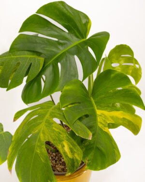 Monstera deliciosa 'Aurea Variegata' - immagine 3