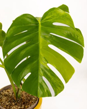 Monstera deliciosa 'Aurea Variegata' - immagine 2