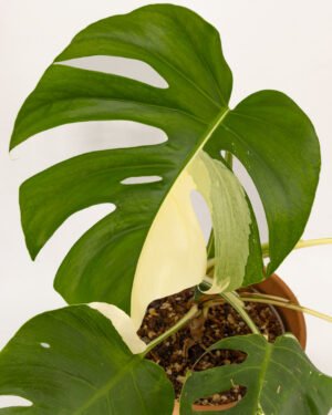 Monstera deliciosa 'Albo Variegata' - immagine 3