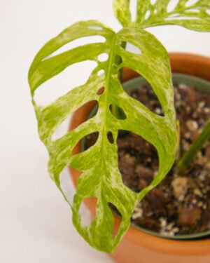 Monstera Esqueleto Mint - immagine 2