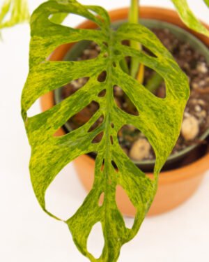 Monstera Esqueleto Mint