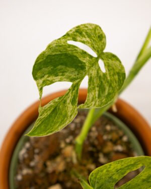 Monstera Esqueleto Mint - immagine 3