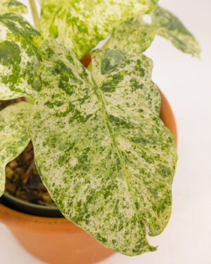 Alocasia macrorrhiza 'Camouflage' - immagine 3