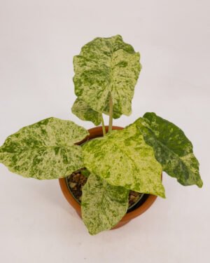 Alocasia macrorrhiza 'Camouflage' - immagine 2