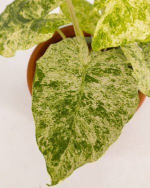 Alocasia macrorrhiza 'Camouflage'