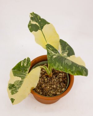 Alocasia macrorrhiza 'Albo Variegata' - immagine 3