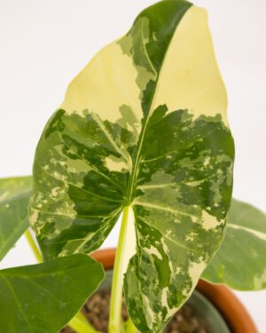 Alocasia macrorrhiza 'Albo Variegata'