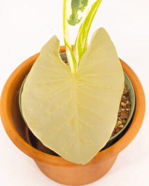 Alocasia macrorrhiza 'Albo Variegata' - immagine 2